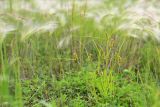 Carex neurocarpa