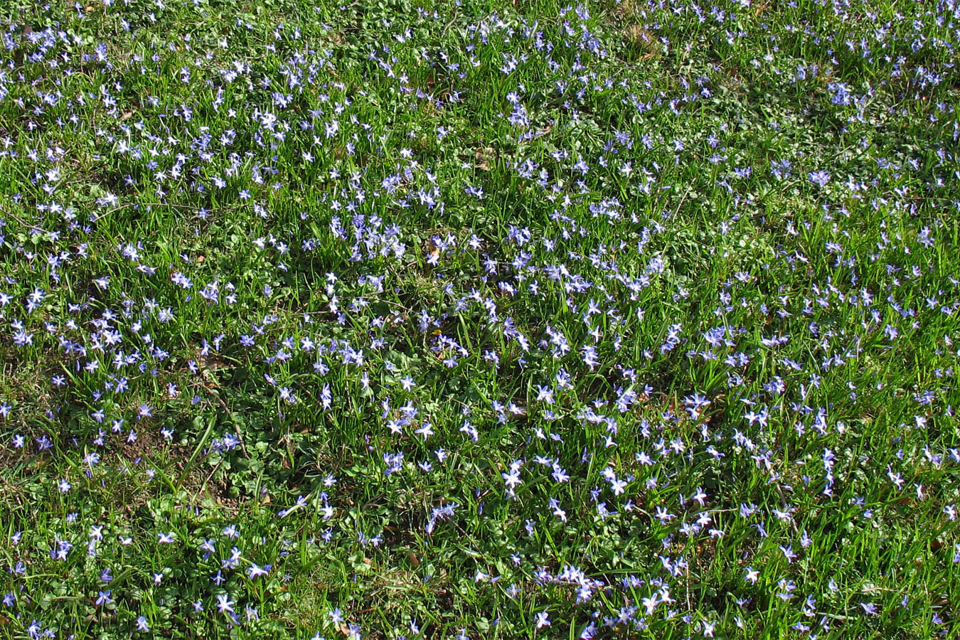 Изображение особи Chionodoxa luciliae.