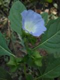 Nicandra physalodes