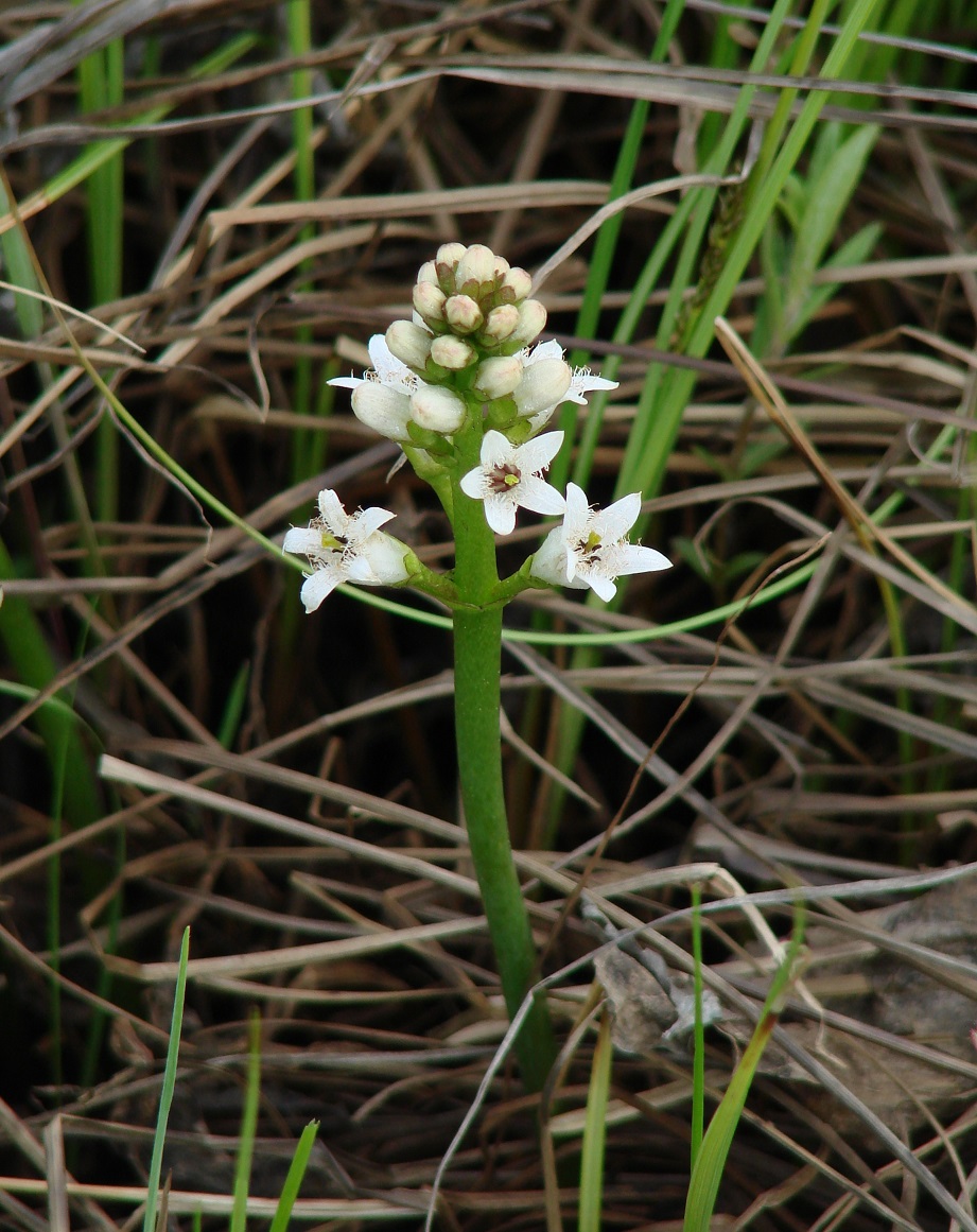 Image of Menyanthes trifoliata specimen.