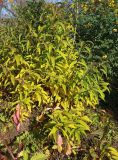 View full-size image Buddleja japonica