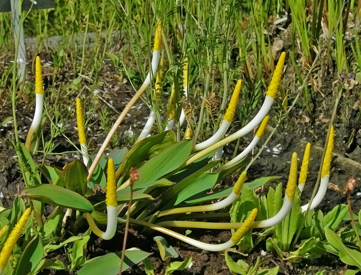 Image of Orontium aquaticum specimen.