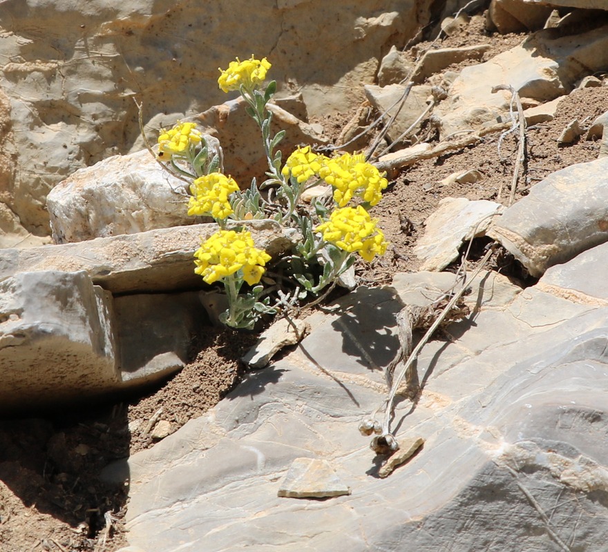 Image of genus Alyssum specimen.