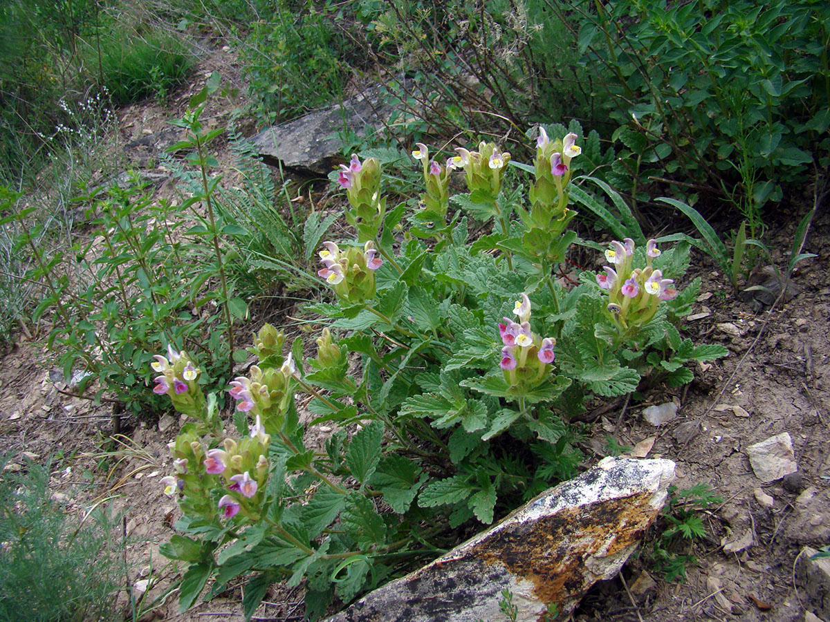 Изображение особи Scutellaria xanthosiphon.