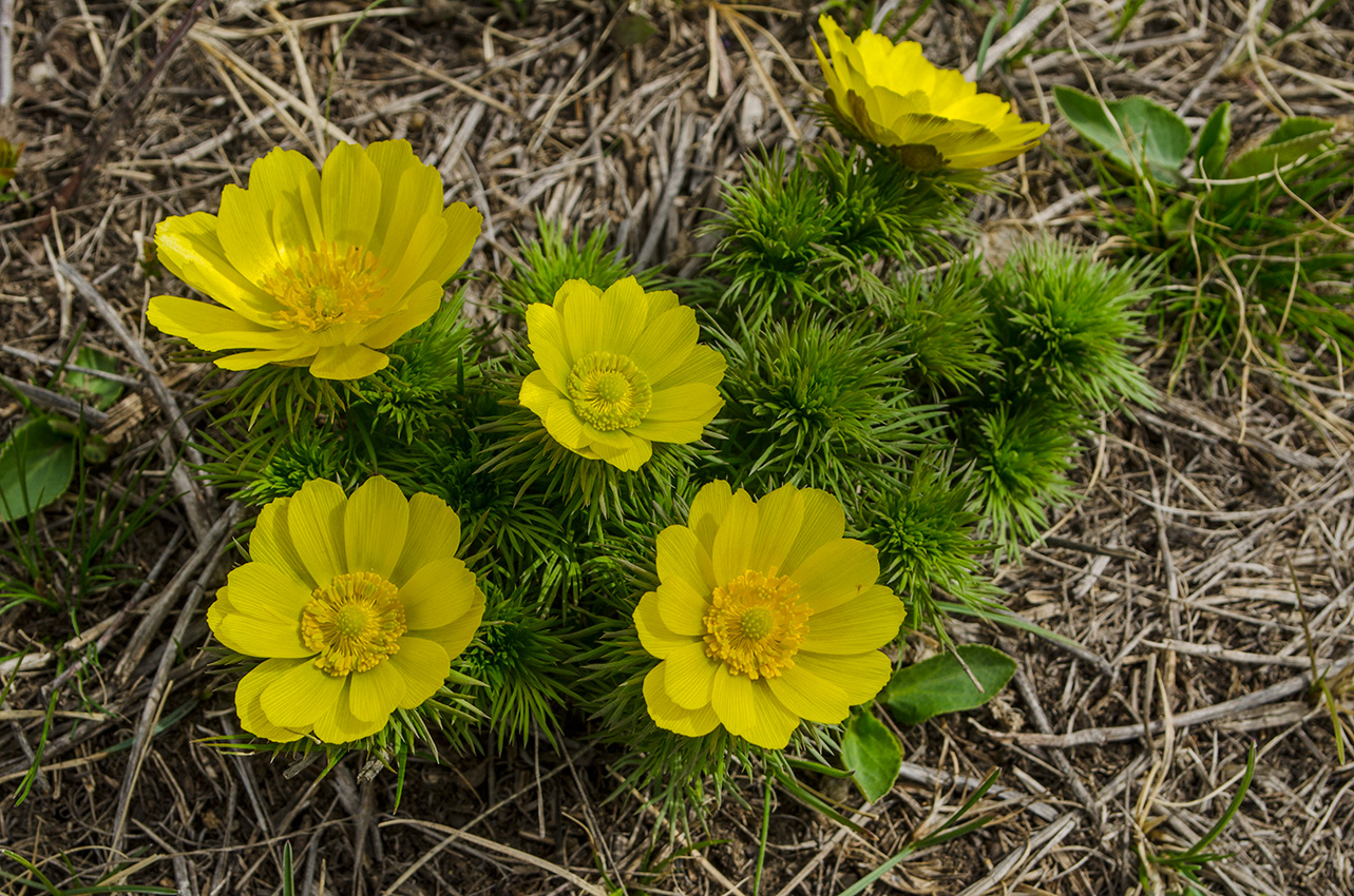 Изображение особи Adonis vernalis.