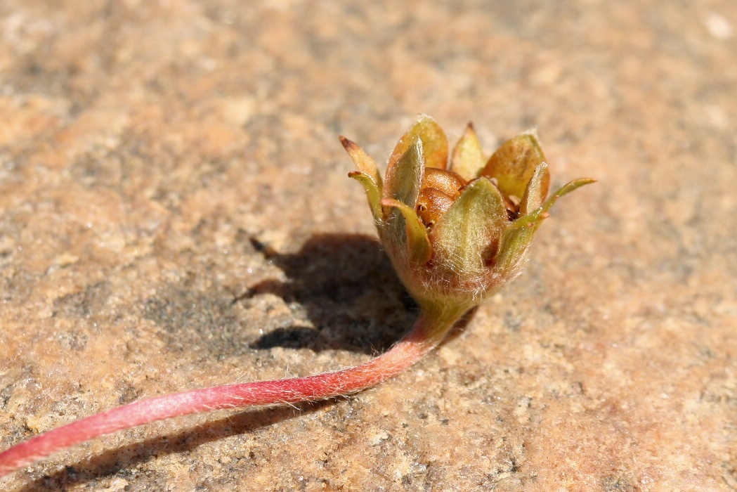 Изображение особи Potentilla anserina.