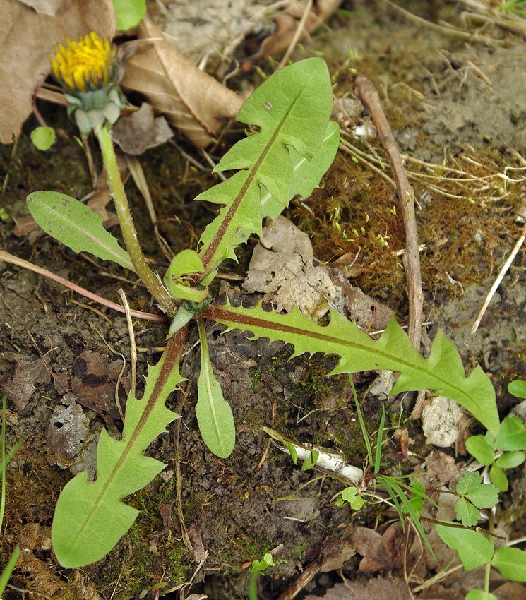 Изображение особи Taraxacum erythrospermum.