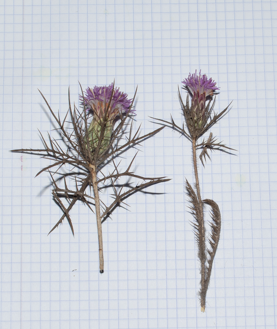 Image of Carlina comosa specimen.