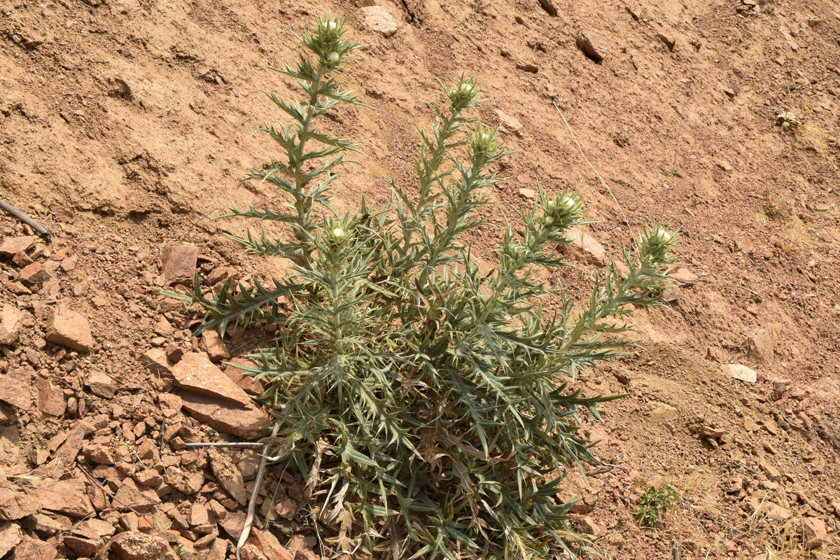 Image of Cirsium turkestanicum specimen.