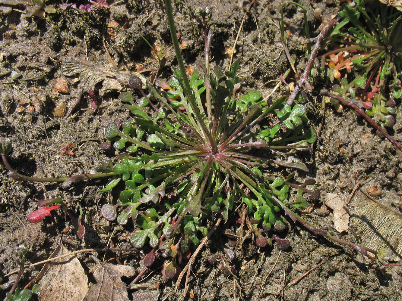 Изображение особи Teesdalia nudicaulis.