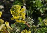 Corydalis speciosa. Верхушка растения с соцветием, Приморский край, Хасанский р-н, Зарубинское городское поселение, окр. с. Витязь, каменистый берег бух. Тёплой. 09.05.2022.