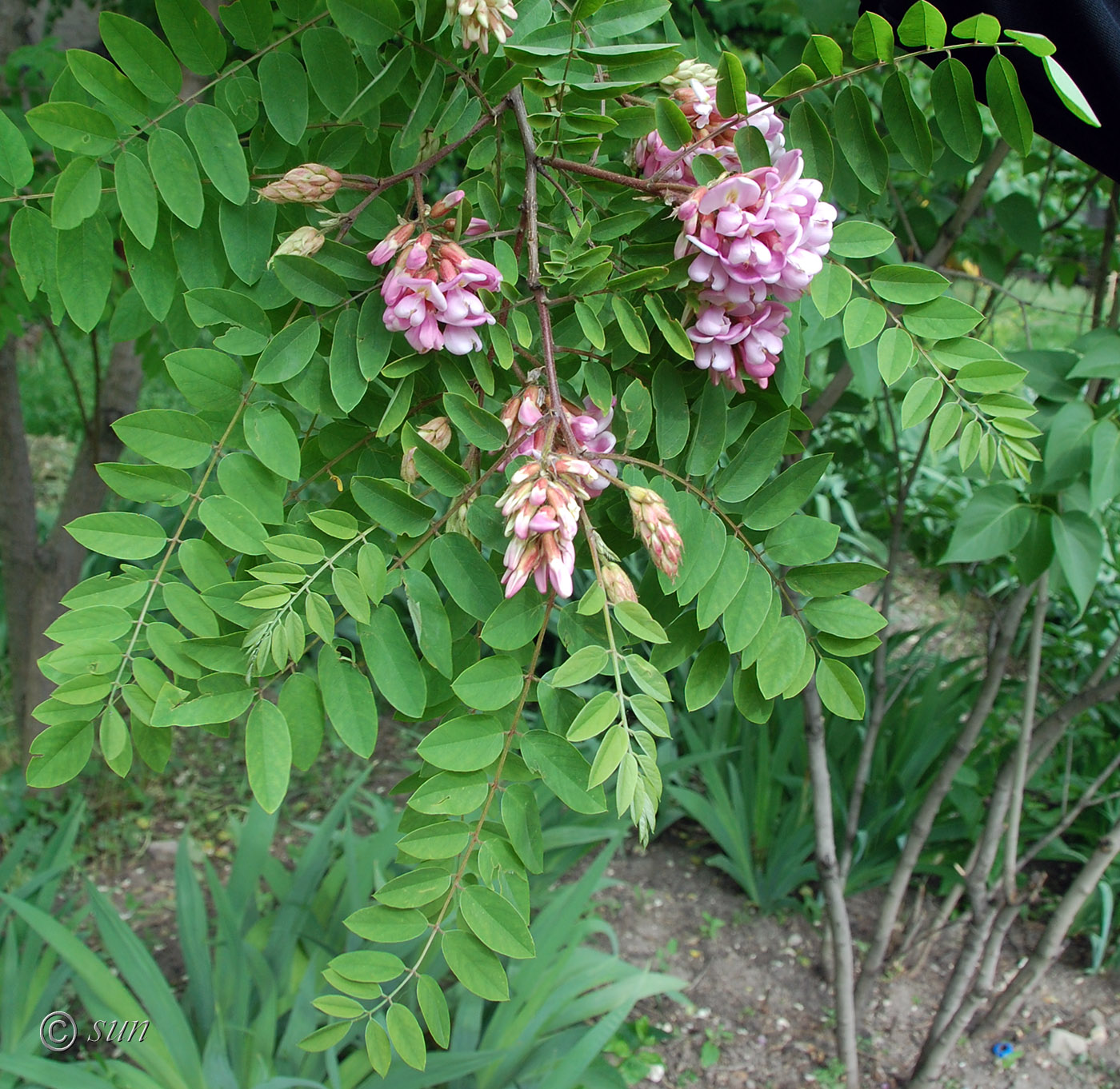 Image of Robinia &times; longiloba specimen.