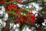 Delonix regia. Верхушка ветки с цветками. Израиль, г. Бат-Ям, в культуре. 04.07.2022.