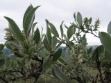 Salix glauca. Ветви с соплодиями. Кольский п-ов, Колвицкие тундры, восточный склон г. 696. 31.07.2008.
