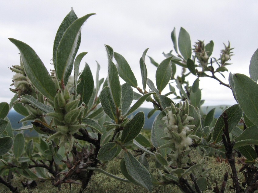 Image of Salix glauca specimen.