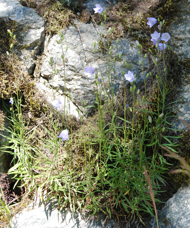 Изображение особи Campanula rotundifolia.