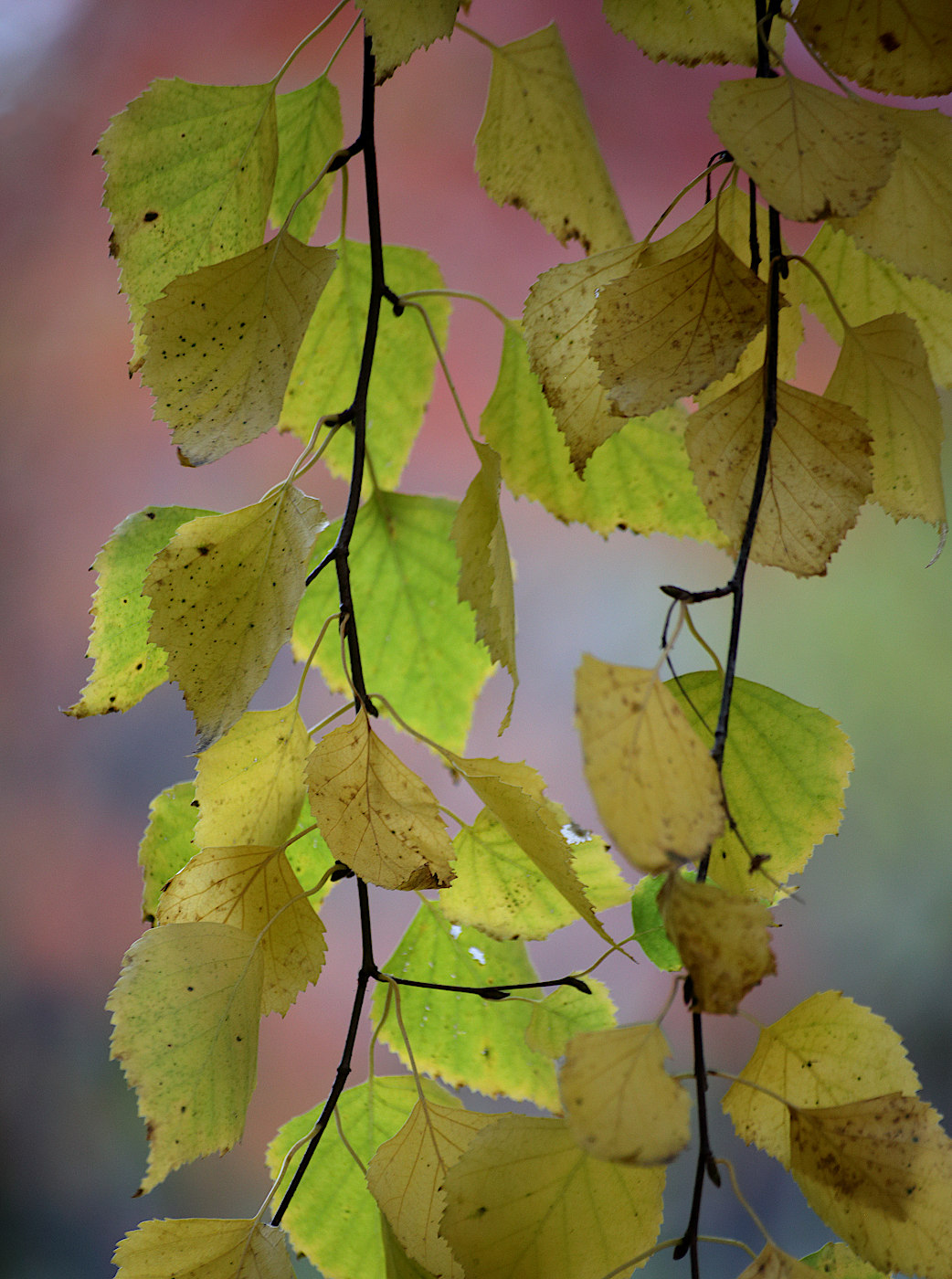 Image of Betula platyphylla specimen.