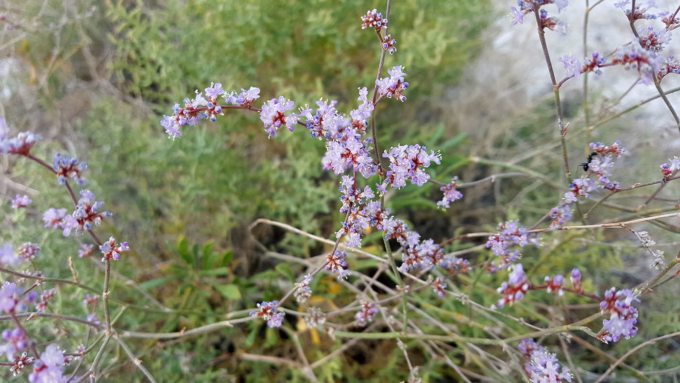 Image of Limonium suffruticosum specimen.