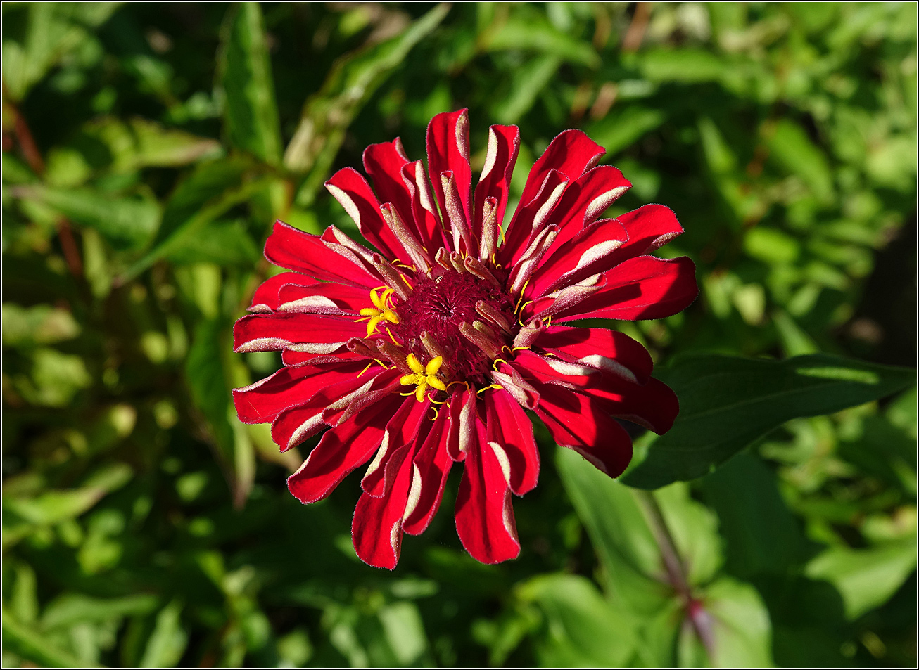 Image of Zinnia elegans specimen.