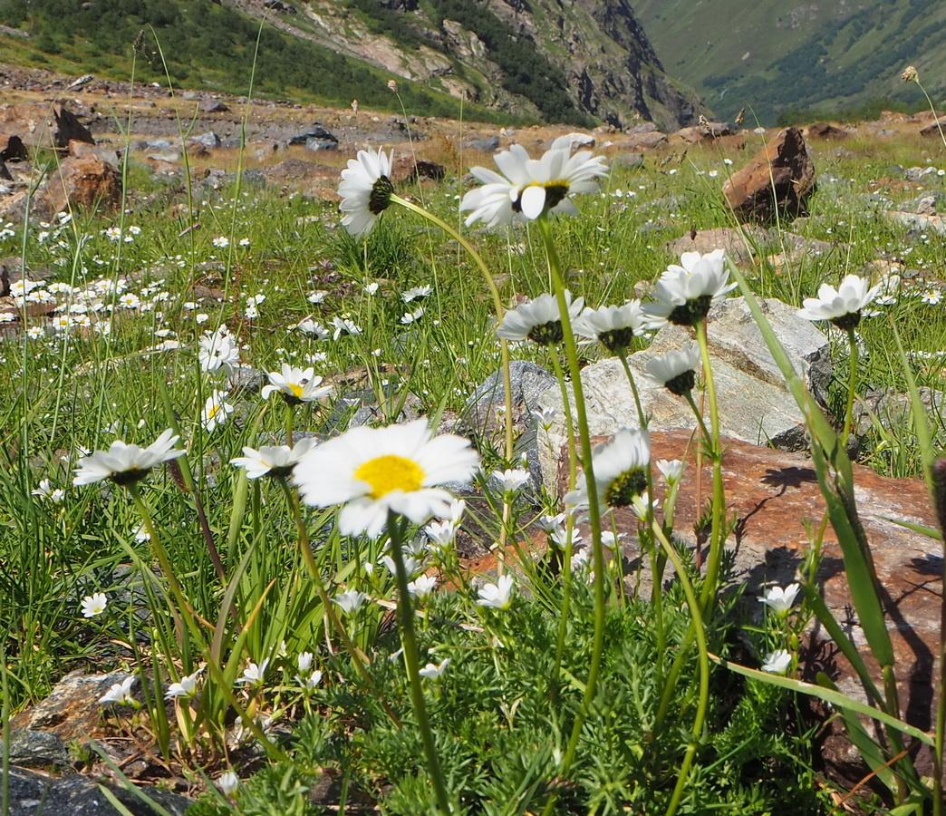 Image of Tripleurospermum caucasicum specimen.