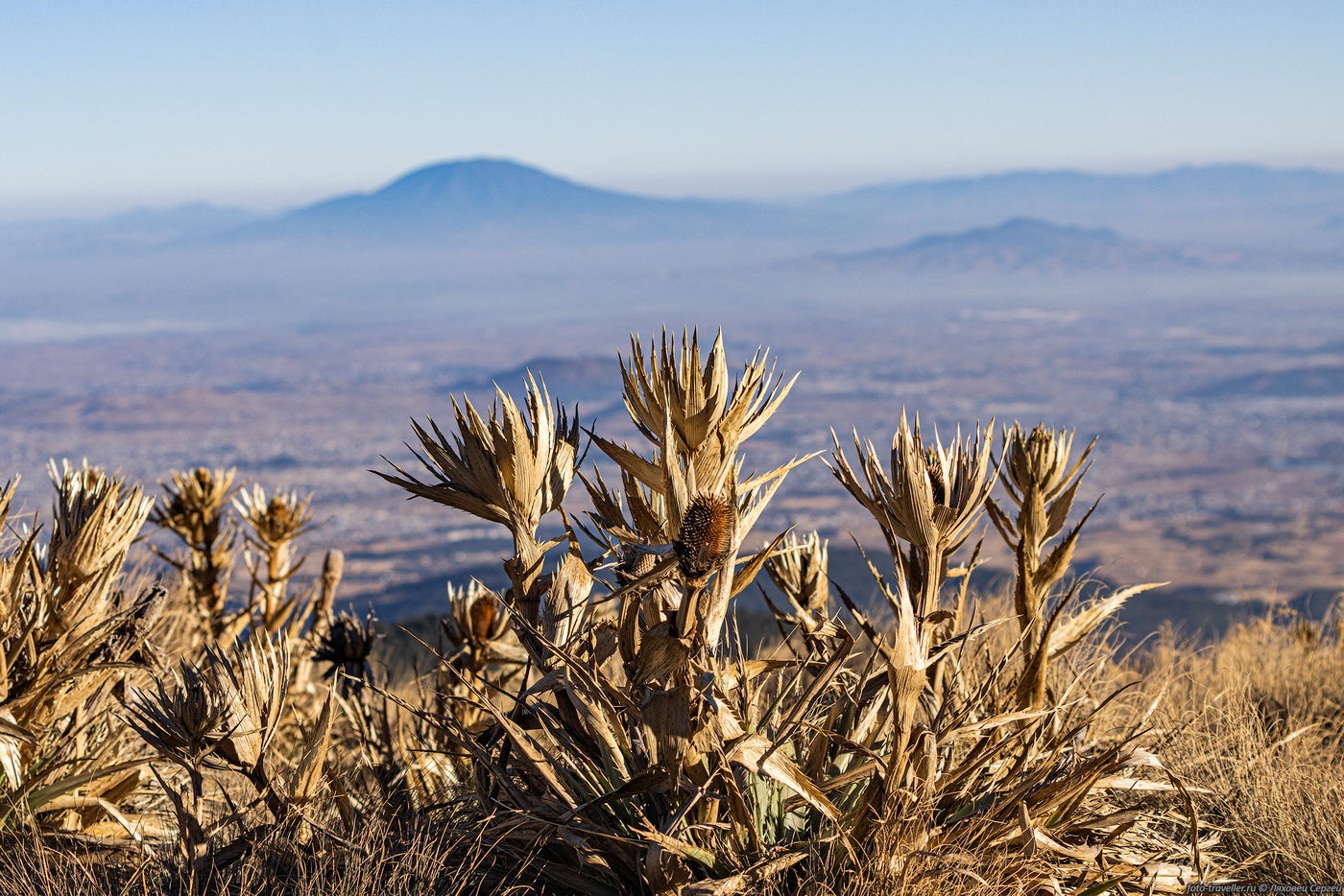 Image of Eryngium proteiflorum specimen.