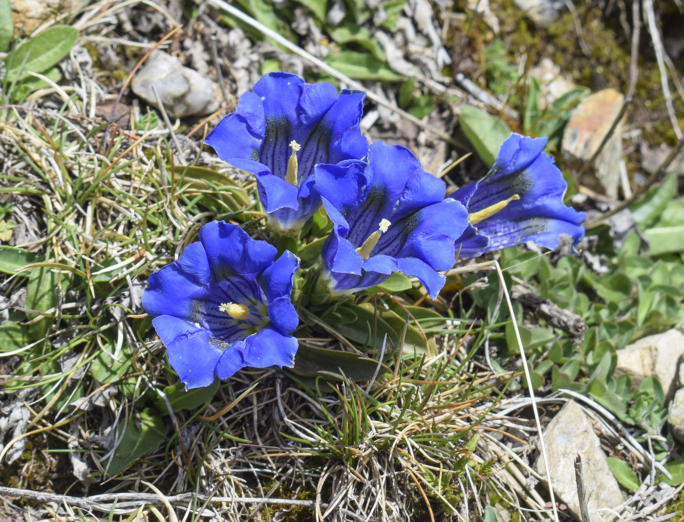Изображение особи Gentiana alpina.