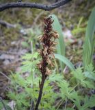 genus Orobanche