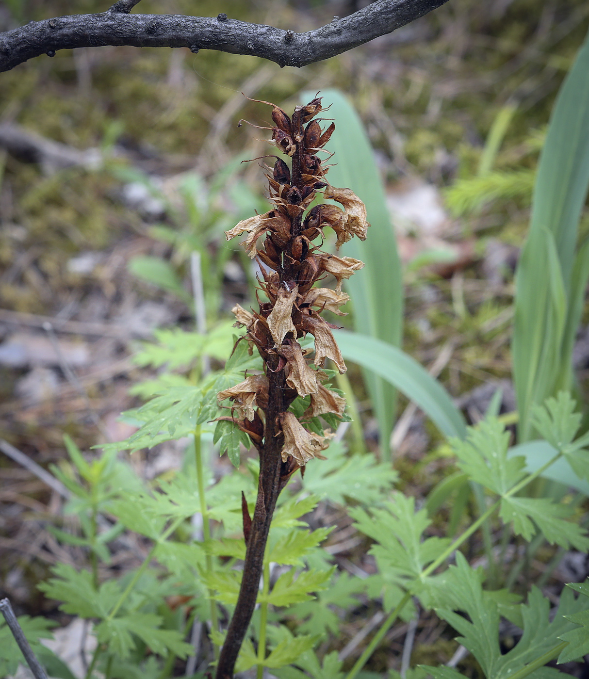 Image of genus Orobanche specimen.