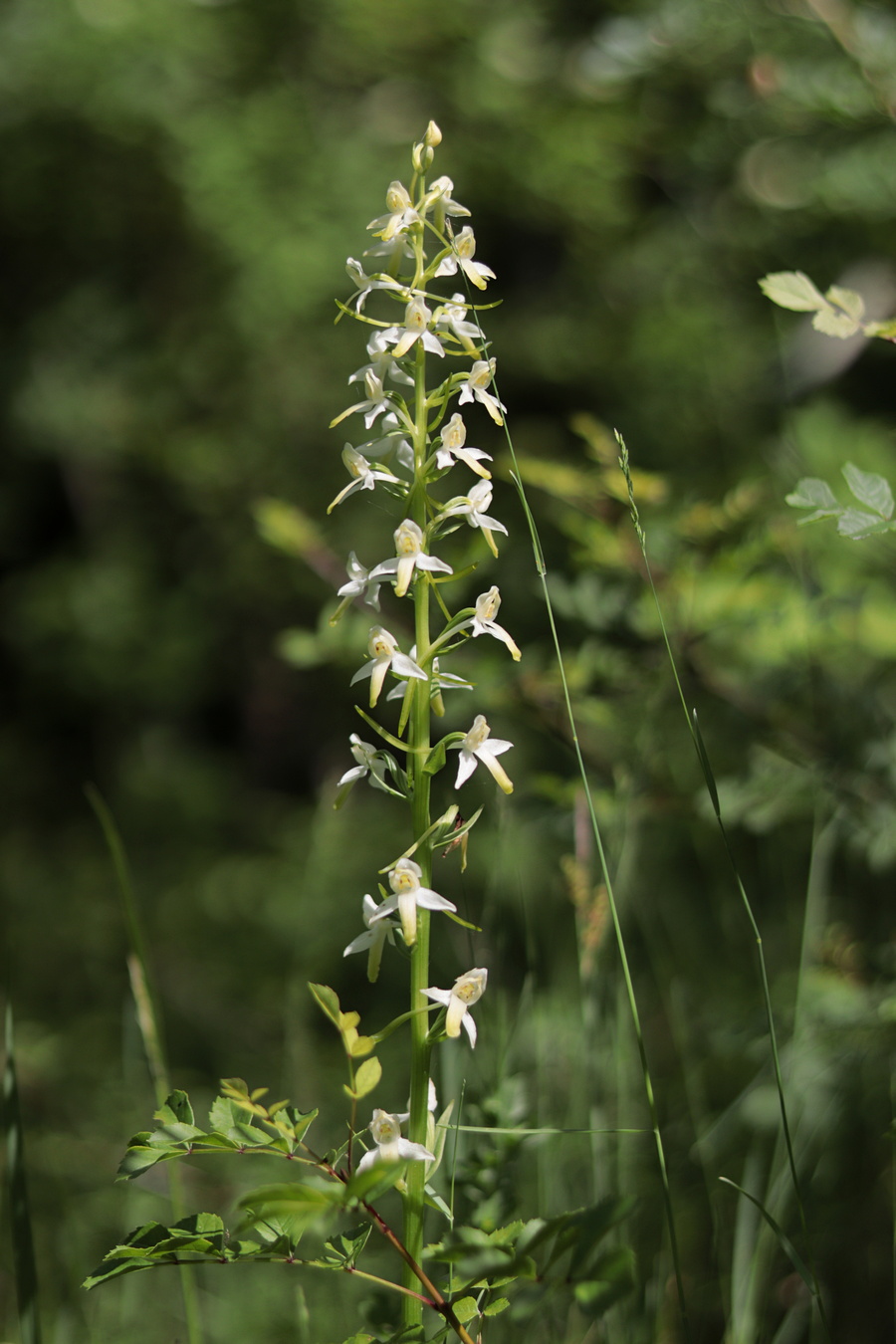 Image of Platanthera chlorantha specimen.