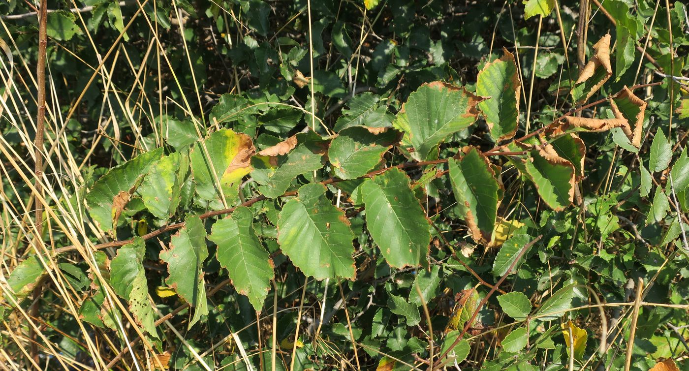 Image of Ulmus glabra specimen.