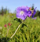 Geranium erianthum