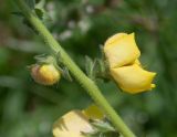 Verbascum virgatum. Часть стебля с бутоном и цветком. Чили, обл. Valparaiso, провинция Isla de Pascua, г. Hanga Roa, высокий берег океана, сообщество травянистых растений. 08.03.2023.