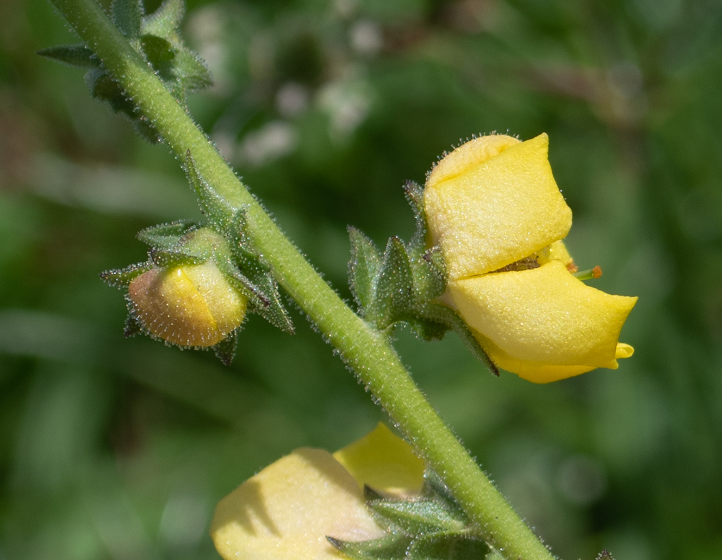 Изображение особи Verbascum virgatum.