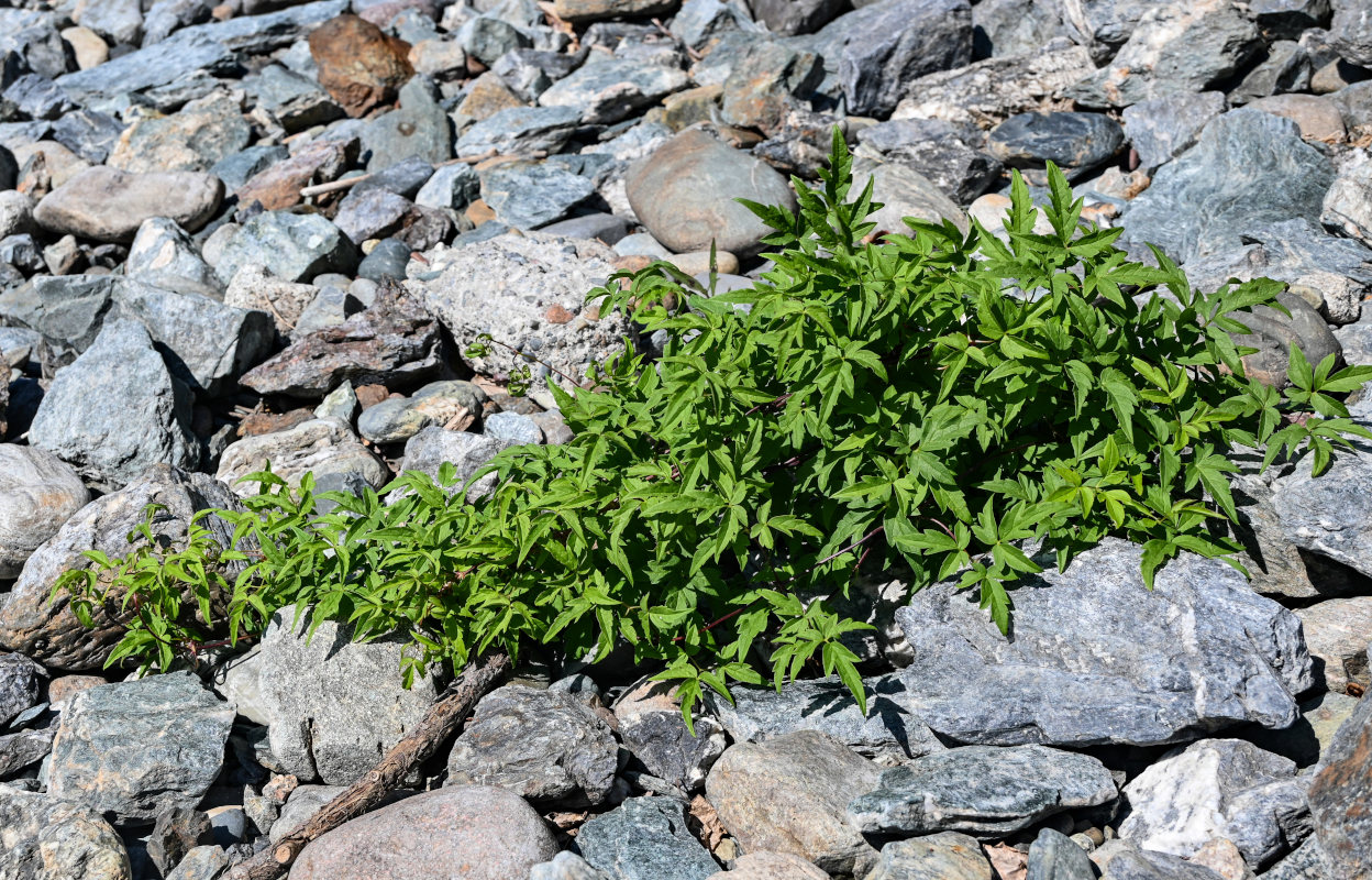 Изображение особи Atragene sibirica.