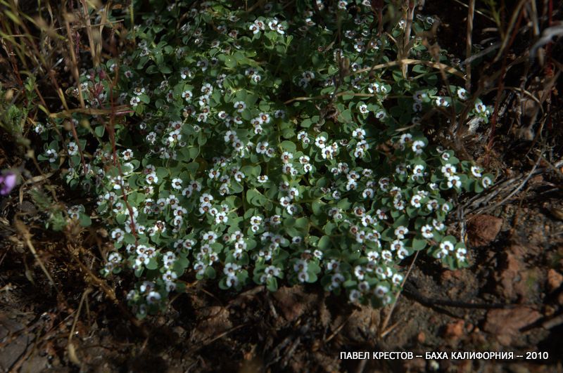 Image of Euphorbia micromera specimen.