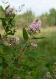 Spiraea salicifolia. Верхушка побега с соцветием и кормящимся перепончатокрылым насекомым. Республика Саха (Якутия), Горный улус, Мытахский наслег, окр. базы \"Уораннах\", опушка березняка. 23.07.2023.