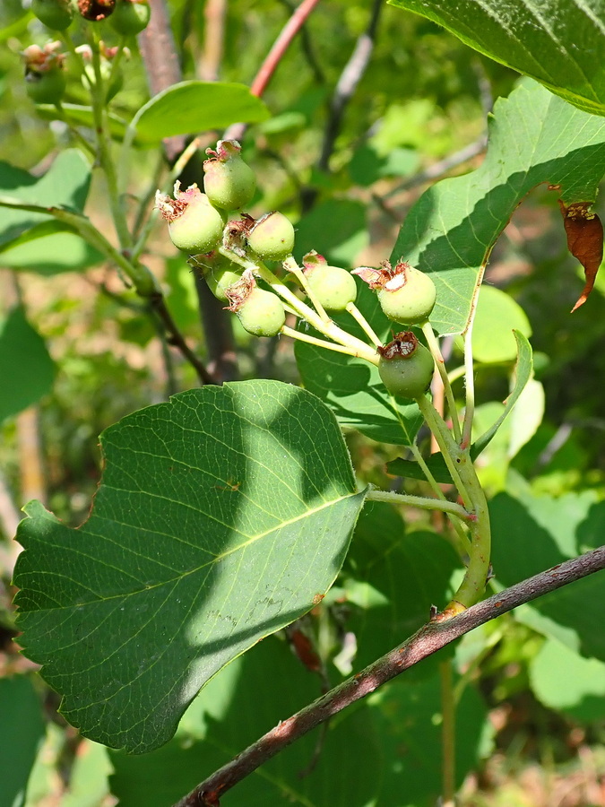 Изображение особи род Amelanchier.