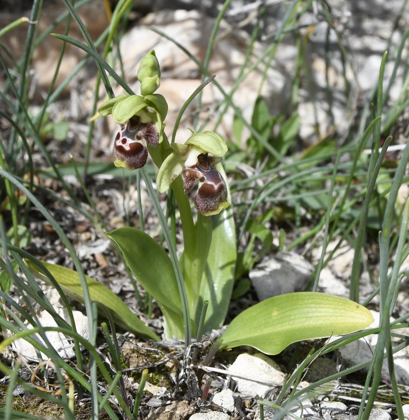 Image of Ophrys flavomarginata specimen.