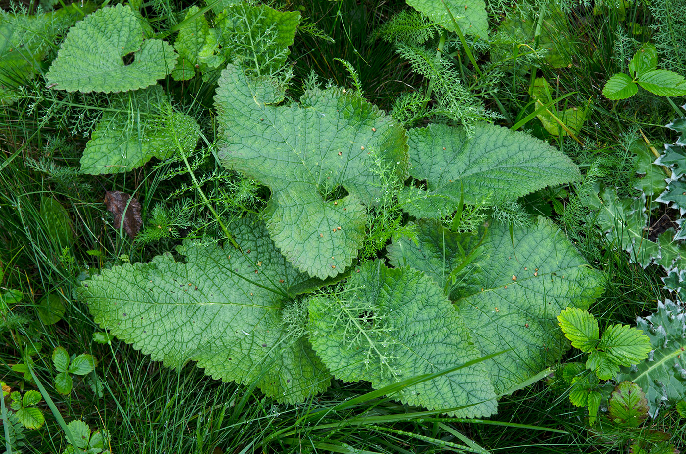 Image of Phlomoides tuberosa specimen.