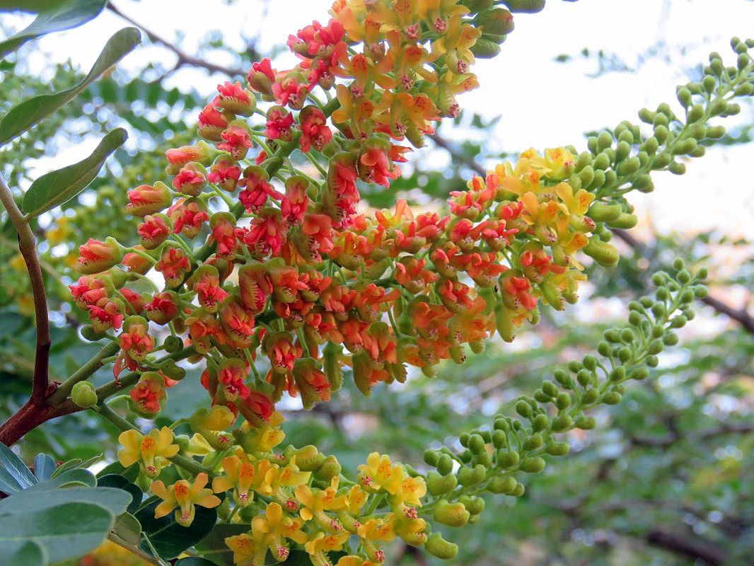 Изображение особи Caesalpinia spinosa.