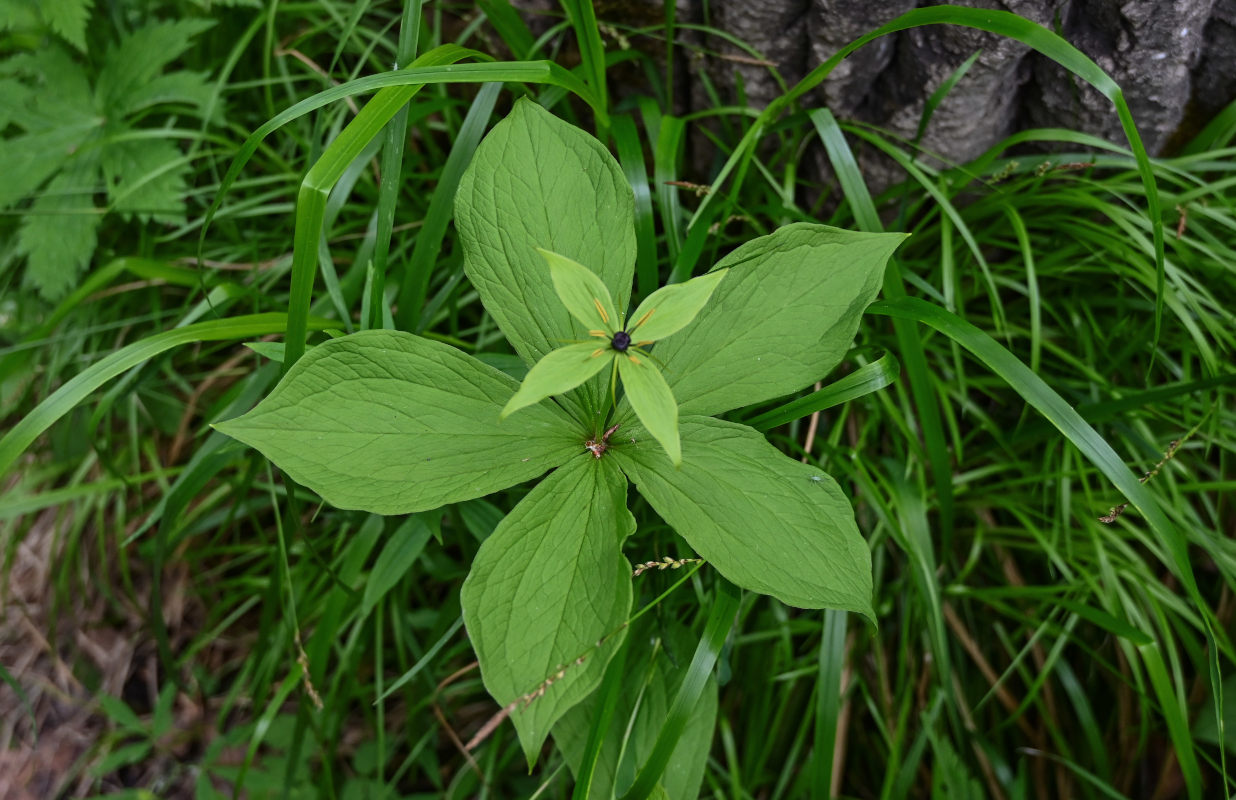 Image of Paris obovata specimen.