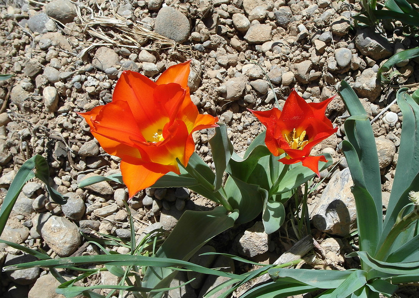 Image of Tulipa greigii specimen.