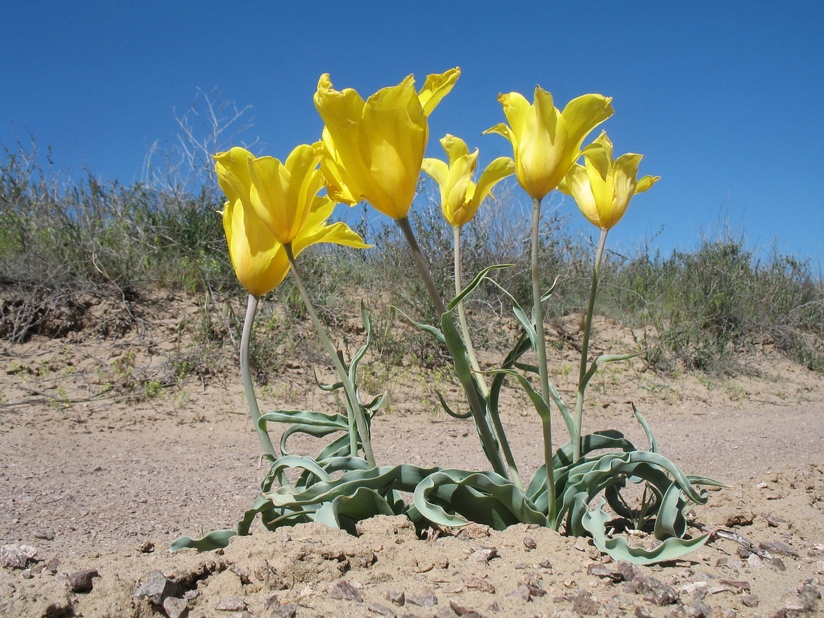 Изображение особи Tulipa behmiana.