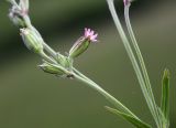 Silene aprica. Часть побега цветущего растения. Приморский край, Октябрьский р-н, окр. с. Константиновка, среднее течение р. Орлиха, заросли Armeniaca sibirica на южном склоне. 24.05.2024.