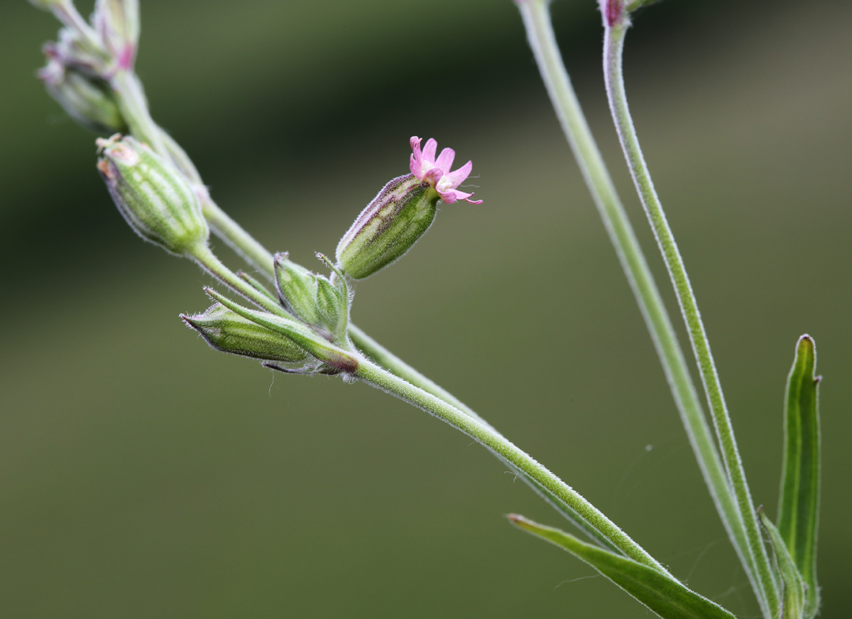 Изображение особи Silene aprica.