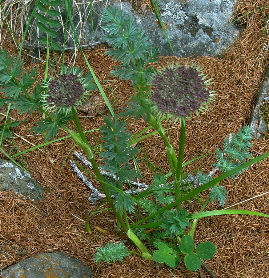 Image of Seseli condensatum specimen.