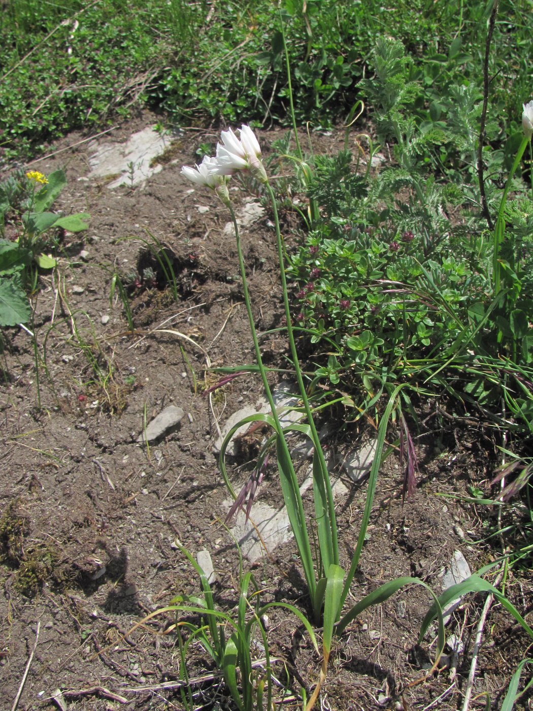 Image of Allium circassicum specimen.