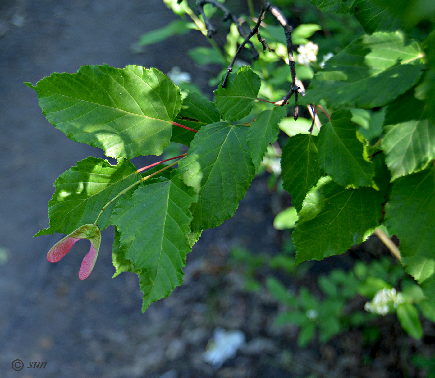 Image of Acer tataricum specimen.