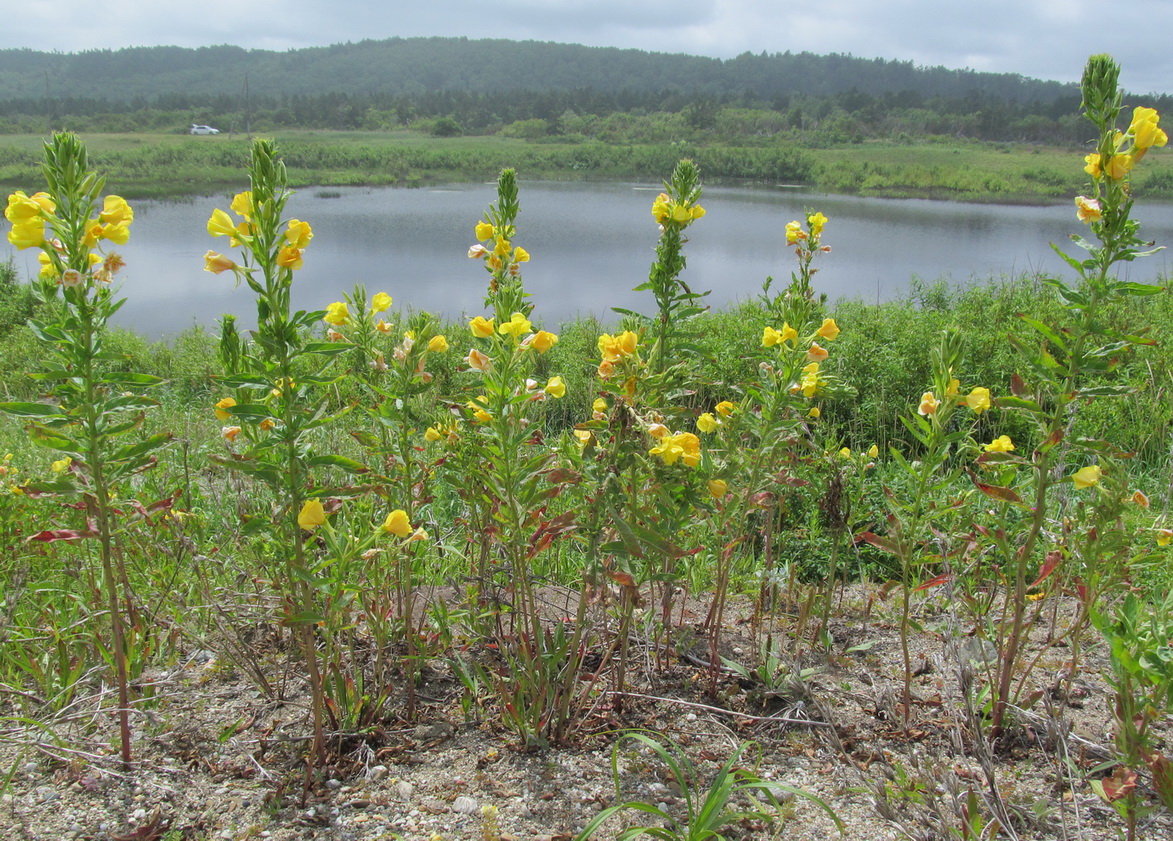 Изображение особи Oenothera biennis.