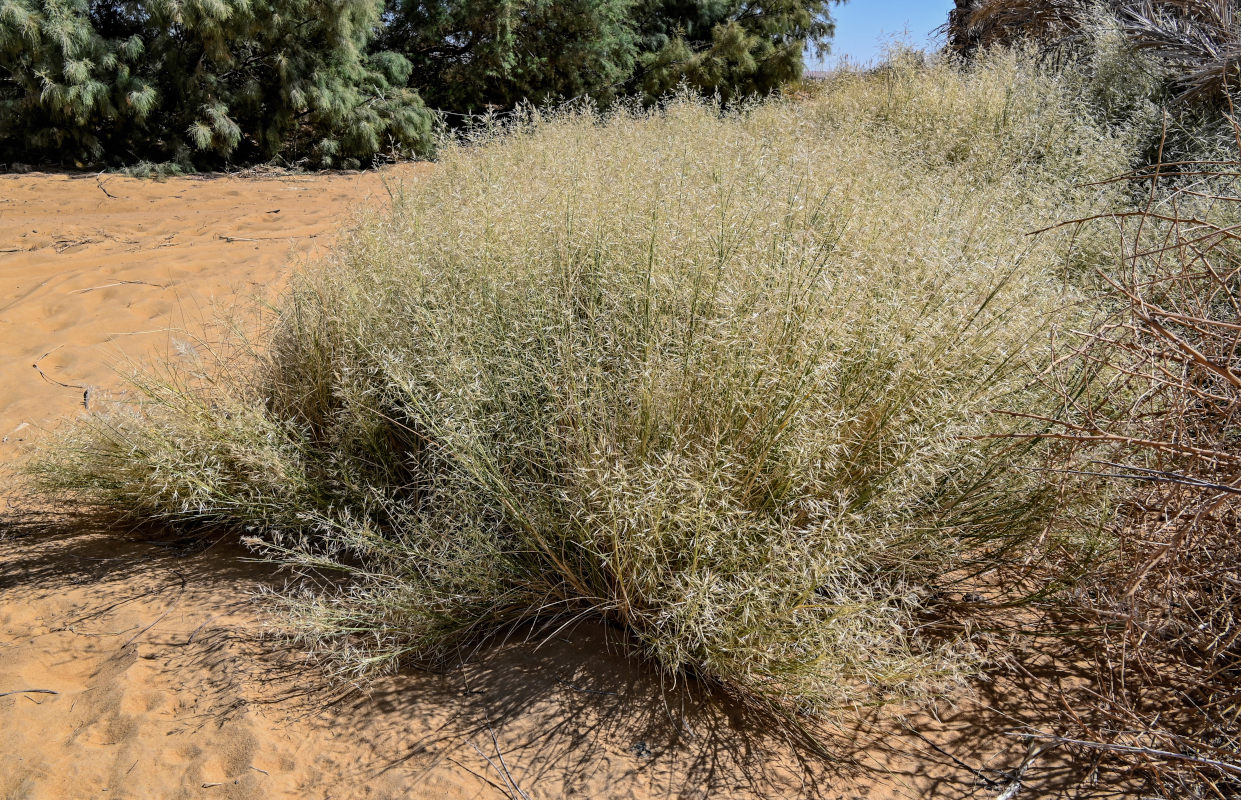 Изображение особи семейство Poaceae.